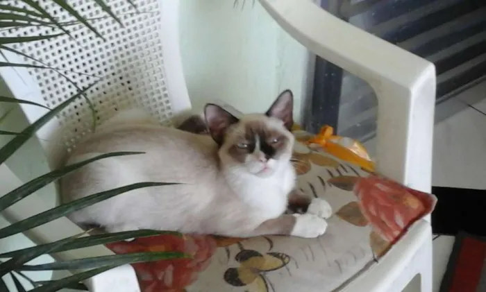 Gato ra a Siamês idade 7 a 11 meses nome Richard GRATIFICA