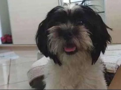 Cachorro ra a Shitzu idade 1 ano nome Pyttuxo