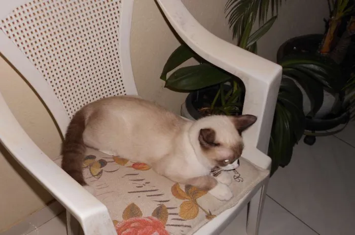 Gato ra a Siamês idade 7 a 11 meses nome Richard GRATIFICA