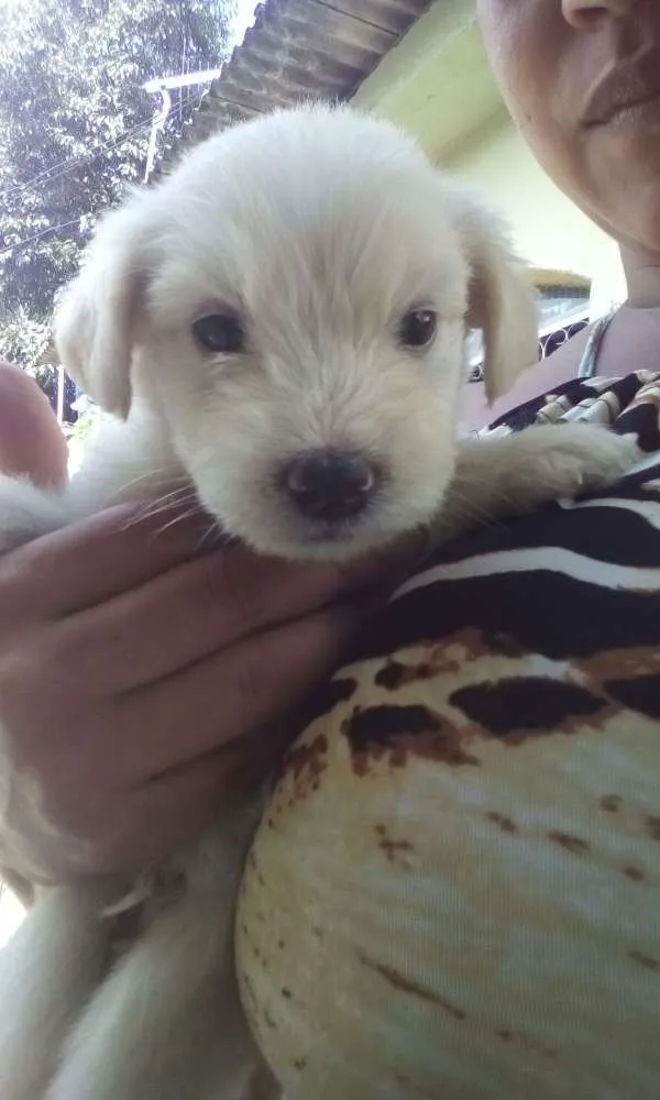Cachorro raça Sem raça definida idade Abaixo de 2 meses nome Sem nome 