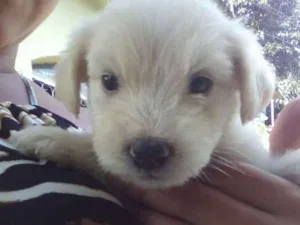 Cachorro raça Sem raça definida idade Abaixo de 2 meses nome Sem nome 