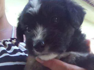 Cachorro raça Sem raça definida idade Abaixo de 2 meses nome Sem nome 