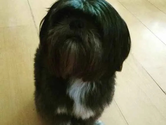 Cachorro ra a shih tzu idade 5 anos nome Meggie e Valente