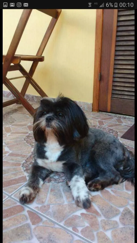 Cachorro ra a shih tzu idade 5 anos nome Meggie e Valente