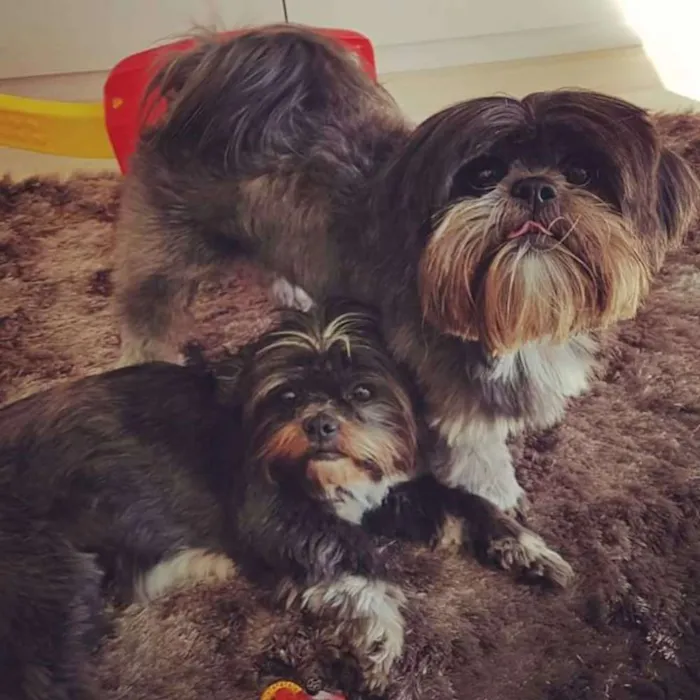 Cachorro ra a shih tzu idade 5 anos nome Meggie e Valente