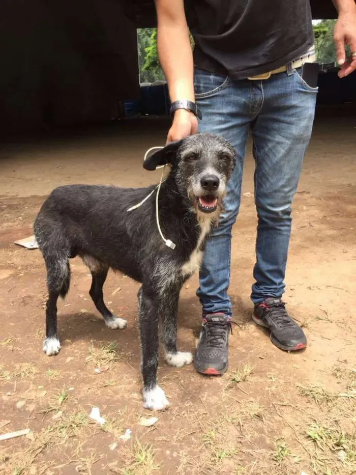 Cachorro ra a Srd  idade 2 anos nome Sortudo 