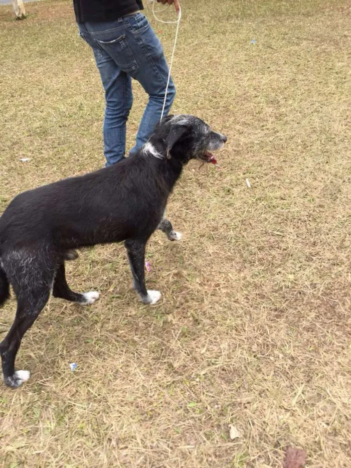 Cachorro ra a Srd  idade 2 anos nome Sortudo 