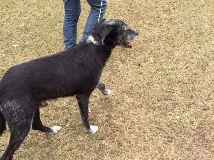 Cachorro ra a Srd  idade 2 anos nome Sortudo 