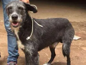Cachorro raça Srd  idade 2 anos nome Sortudo 