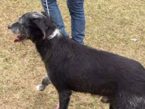 Cachorro raça Srd  idade 2 anos nome Sortudo 