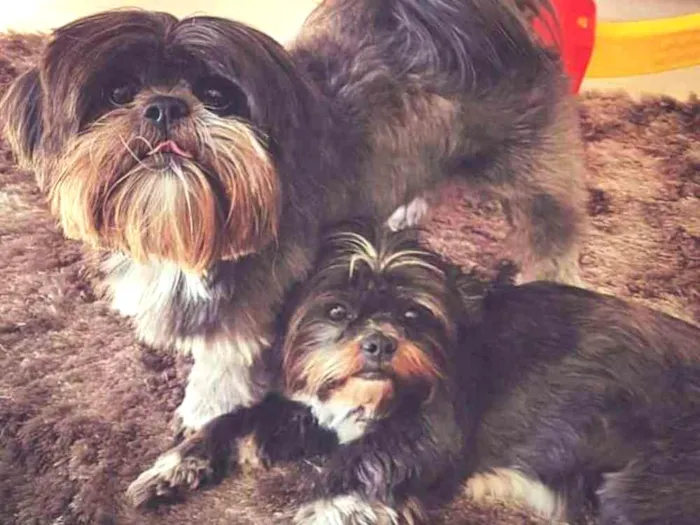 Cachorro ra a shih tzu idade 5 anos nome Meggie e Valente