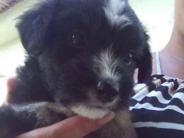 Cachorro raça Sem raça definida idade Abaixo de 2 meses nome Sem nome 