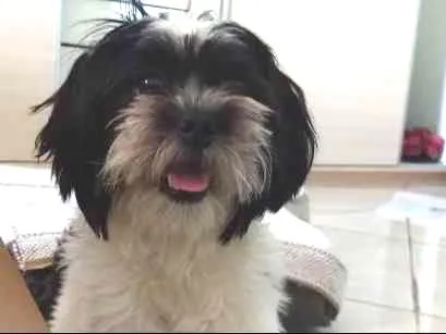 Cachorro ra a Shitzu idade 1 ano nome Pyttuxo