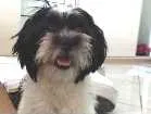 Cachorro raça Shitzu idade 1 ano nome Pyttuxo
