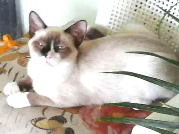 Gato ra a Siamês idade 7 a 11 meses nome Richard GRATIFICA