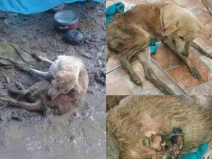 Cachorro raça Srd idade 1 ano nome Guerreira