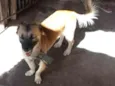 Bolinha