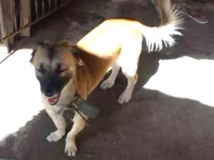 Cachorro raça Misturado idade 1 ano nome Bolinha