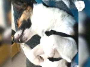 Cachorro raça Vira lata  idade 3 anos nome SCOOBY