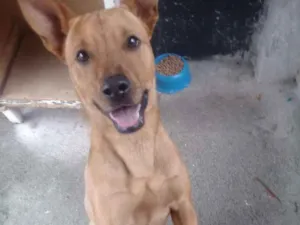 Cachorro raça Vira lata com pitbull idade 1 ano nome Maloquinha
