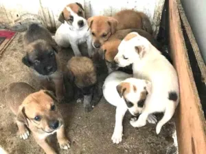 Cachorro raça SRD idade Abaixo de 2 meses nome Lindos Filhotes