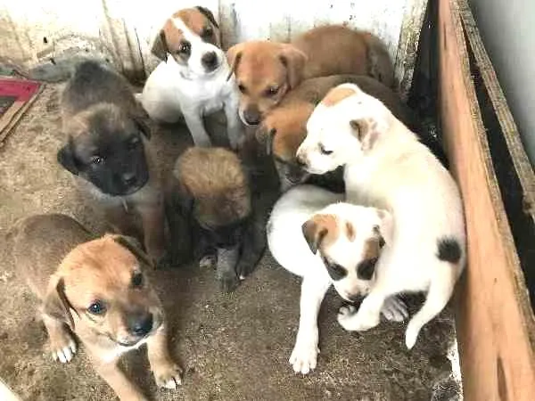 Cachorro ra a SRD idade Abaixo de 2 meses nome Lindos Filhotes