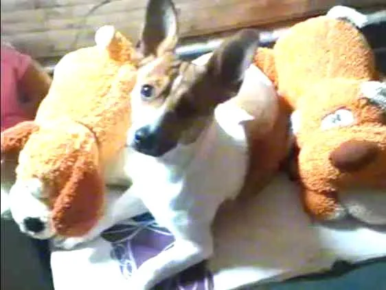 Cachorro ra a Vira Lata idade 1 ano nome Thutty