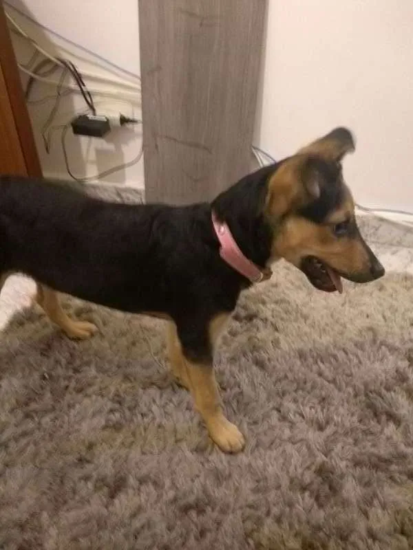 Cachorro ra a SRD idade 2 a 6 meses nome Tequila