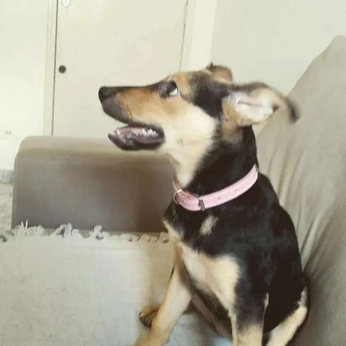 Cachorro ra a SRD idade 2 a 6 meses nome Tequila