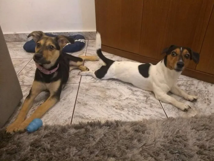 Cachorro ra a SRD idade 2 a 6 meses nome Tequila