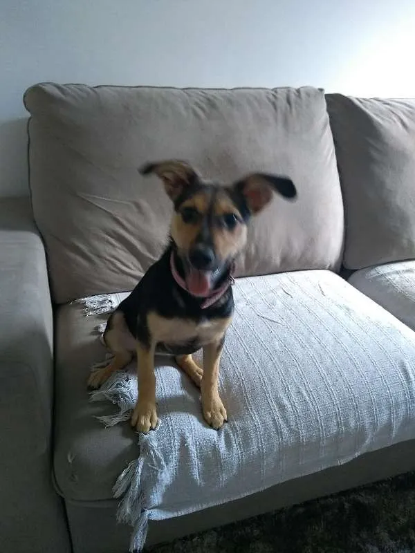 Cachorro ra a SRD idade 2 a 6 meses nome Tequila