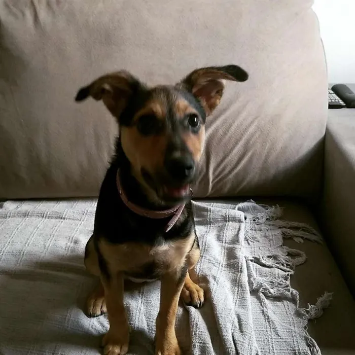 Cachorro ra a SRD idade 2 a 6 meses nome Tequila
