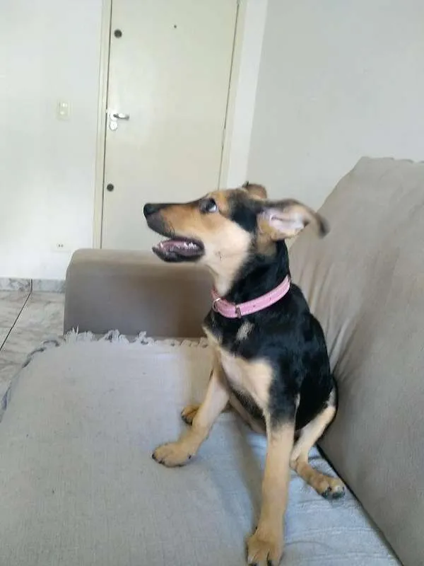 Cachorro ra a SRD idade 2 a 6 meses nome Tequila