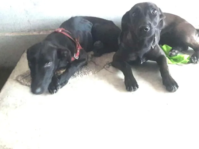 Cachorro ra a Vira lata idade 1 ano nome Puma e Pandora