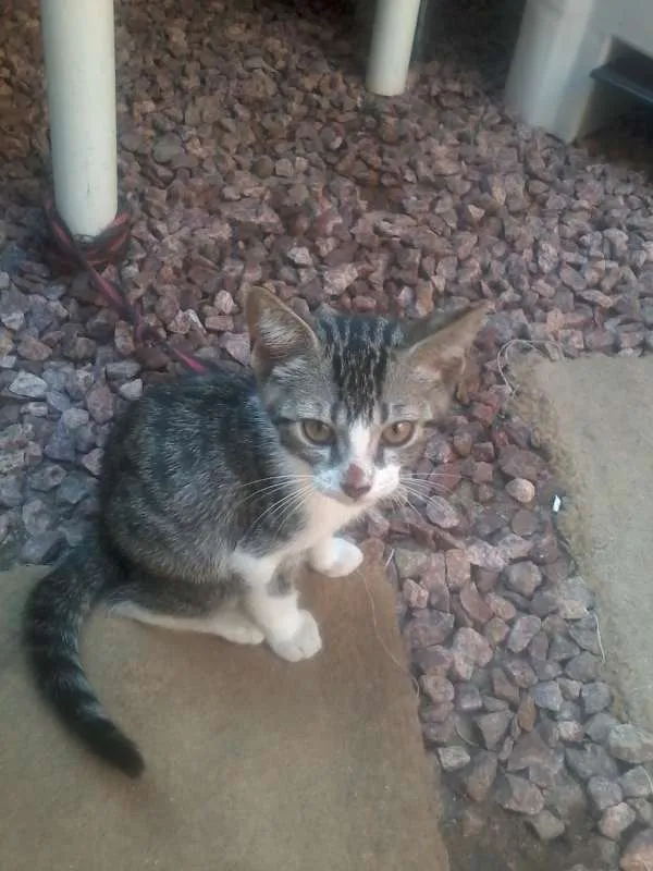 Gato ra a  idade  nome Sem nome ainda