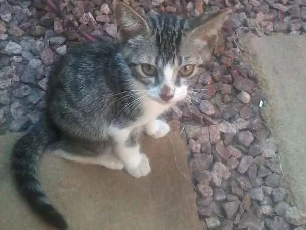 Gato ra a  idade  nome Sem nome ainda