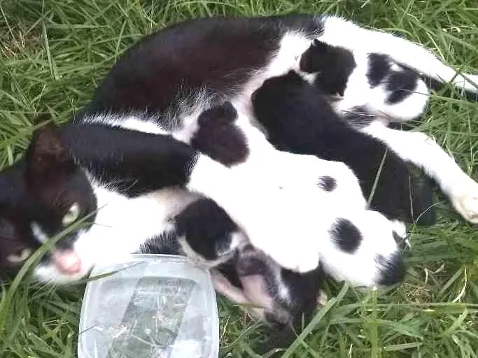 Gato ra a Srd idade Abaixo de 2 meses nome Cria com 5 bebês 