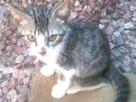 Gato ra a  idade  nome Sem nome ainda