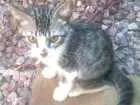 Gato raça  idade  nome Sem nome ainda