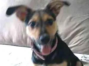Cachorro raça SRD idade 2 a 6 meses nome Tequila