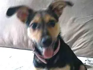 Cachorro ra a SRD idade 2 a 6 meses nome Tequila