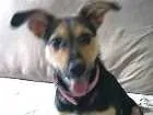 Cachorro raça SRD idade 2 a 6 meses nome Tequila