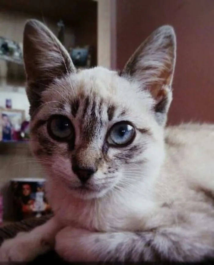 Gato ra a Vira lata idade 2 a 6 meses nome Luna