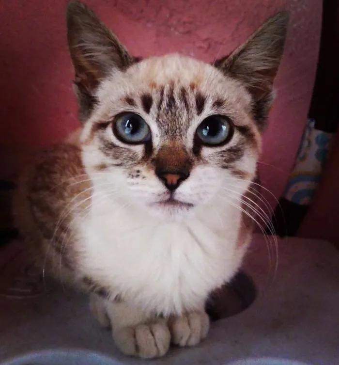 Gato ra a Vira lata idade 2 a 6 meses nome Luna