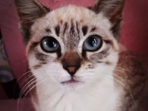 Gato raça Vira lata idade 2 a 6 meses nome Luna