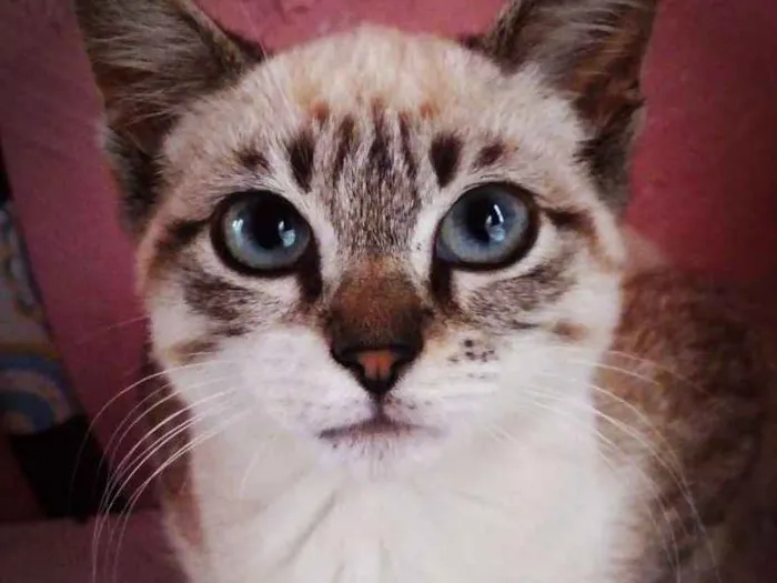 Gato ra a Vira lata idade 2 a 6 meses nome Luna