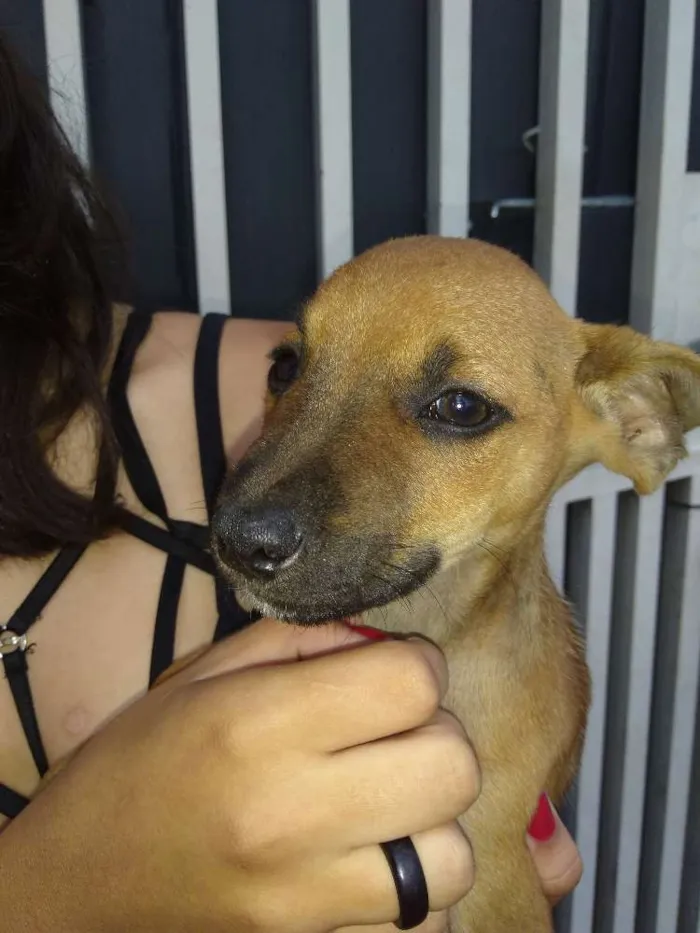 Cachorro ra a  Vira lata idade Abaixo de 2 meses nome Lili cat