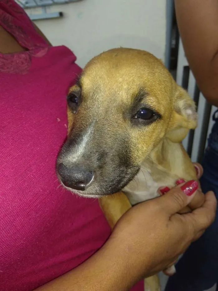 Cachorro ra a  Vira lata idade Abaixo de 2 meses nome Lili cat