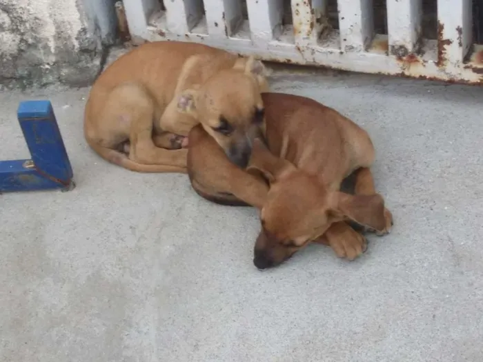 Cachorro ra a  Vira lata idade Abaixo de 2 meses nome Lili cat