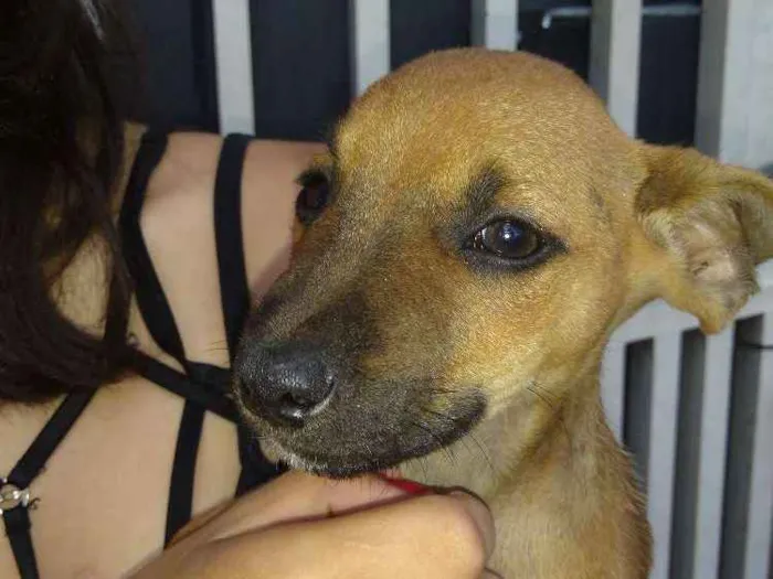 Cachorro ra a  Vira lata idade Abaixo de 2 meses nome Lili cat